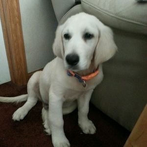 Meet your Posher, Lucy